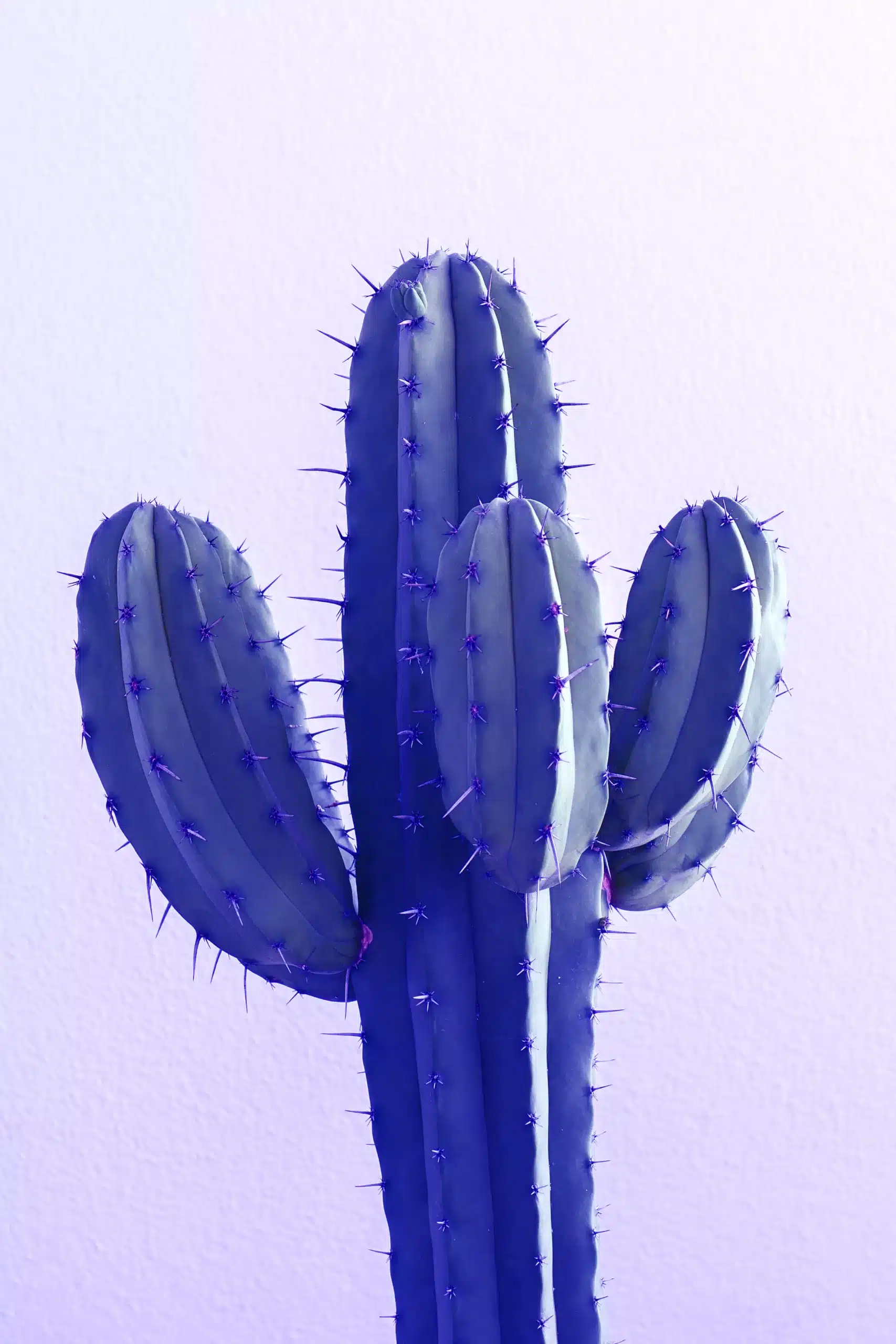 cactus straight scaled